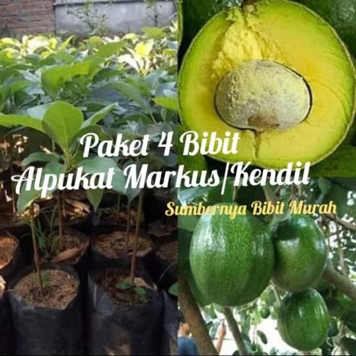 

DISKON Paket 4 Alpukat Markus -Alpukat Kendil READY STOCK
