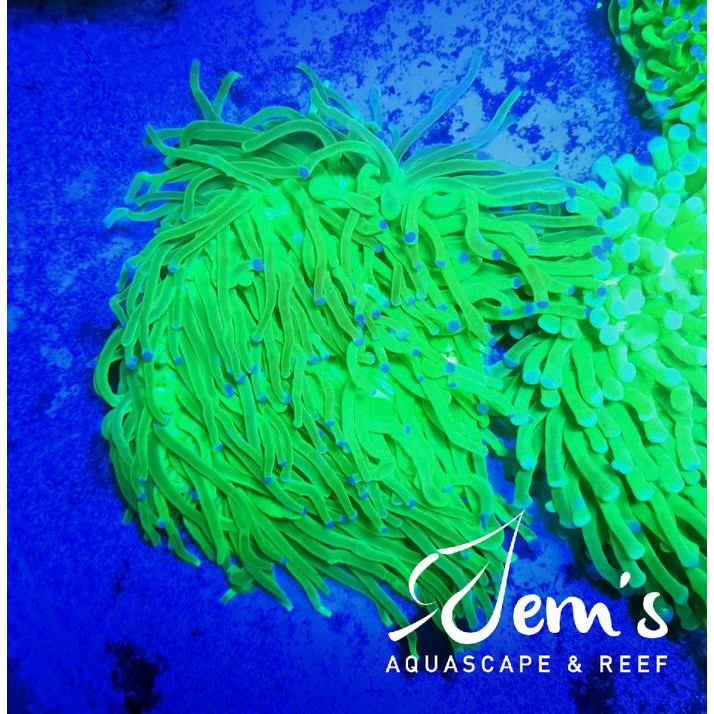 Karang Anemon Piring Hijau Metalik (Green Long Tentacle Plate Coral)