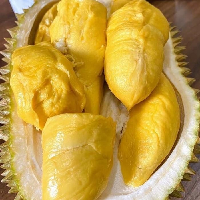 bibit pohon buah durian lay - lai tinggi 1 meter okulasi fres