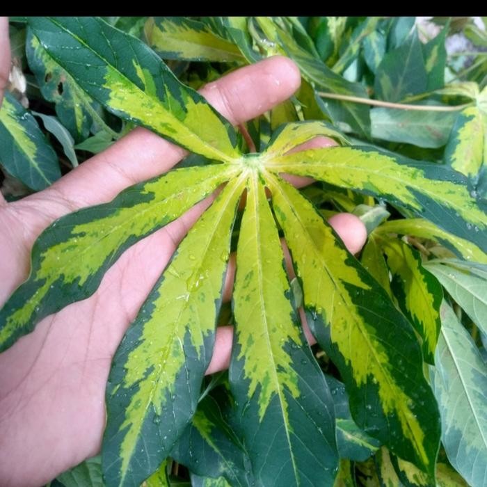 Tanaman hias singkong variegata / daun singkong varigata gold