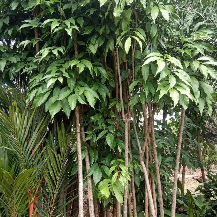 Pohon Tabebuya Warna Kuning ungu dan pink 1meter
