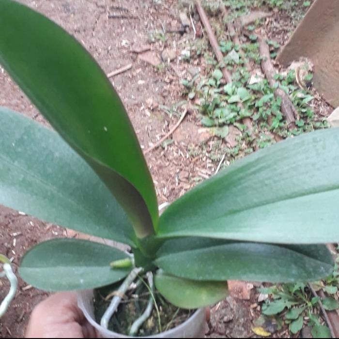 Tanaman Hias Anggrek Bulan Remaja -Bibit Tanaman Anggrek Bulan Sale