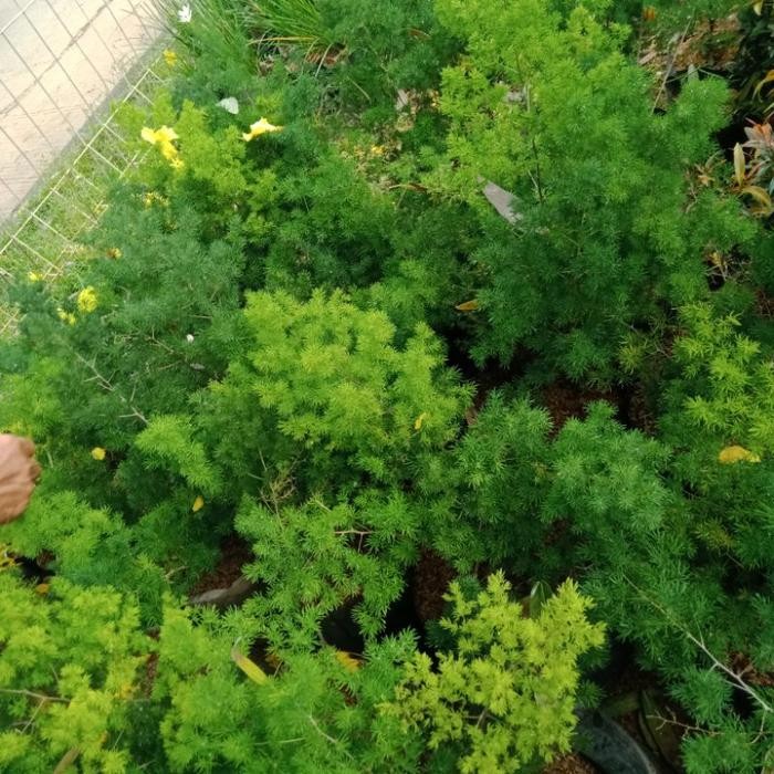 tanaman asparagus cemara bintang dawppo 1314sg