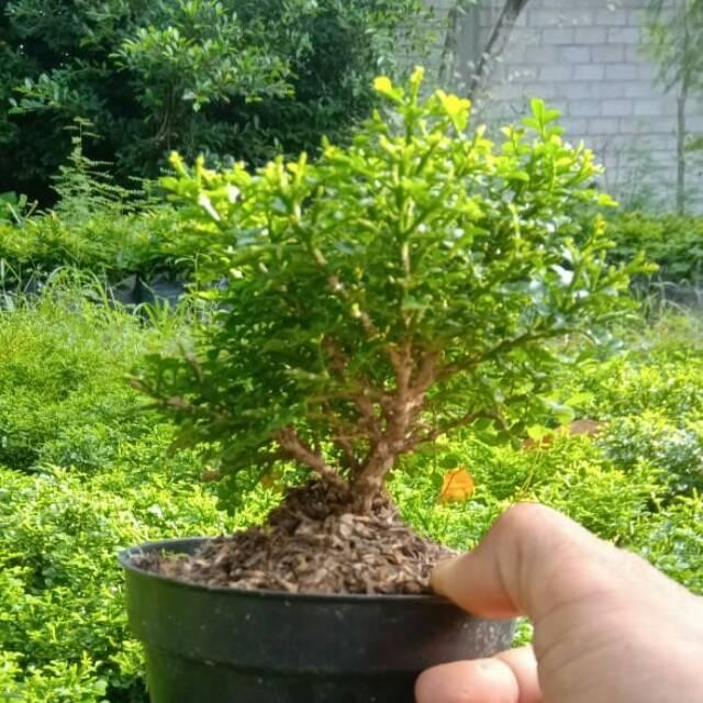 TBonsai Tanaman bonsai kemuning super micro
