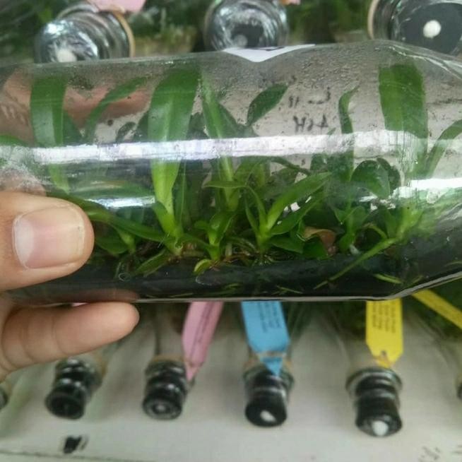 BIBIT ANGGREK BOTOL DENDROBIUM-ANGGREK DALAM BOTOL