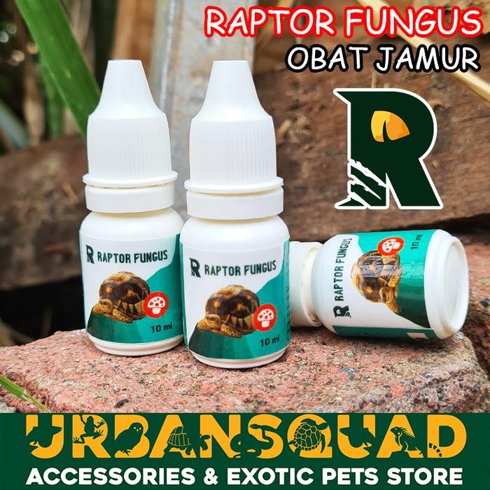 RAPTOR FUNGUS OBAT JAMUR TORTOISE SULCATA