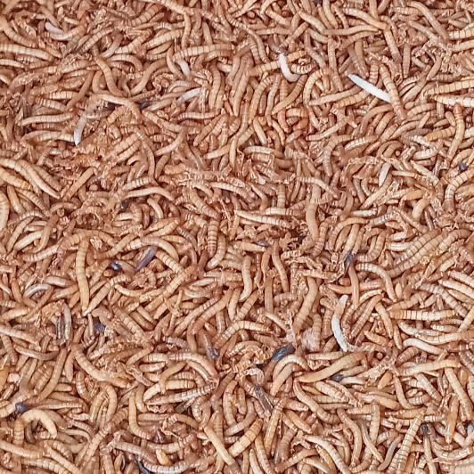 Ulat Hongkong Hidup 1 Kg