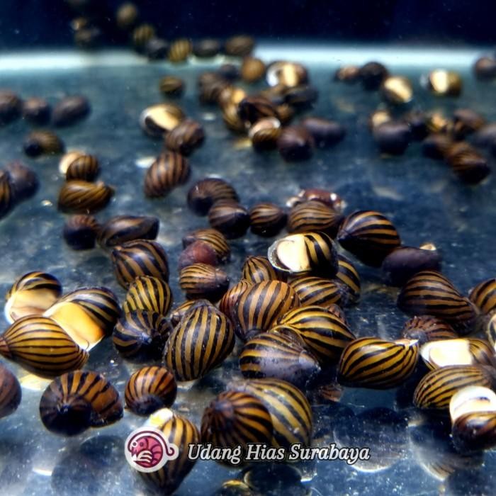 (Allthebest) Keong Turbo / Keong Aquascape