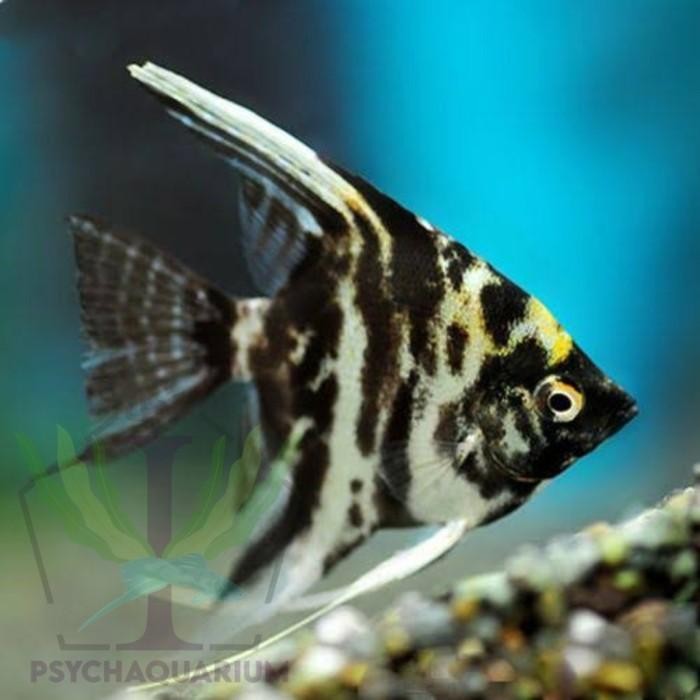 (Allthebest) Ikan Manfish marble black / white. ikan Aquascape, tankmate arowana