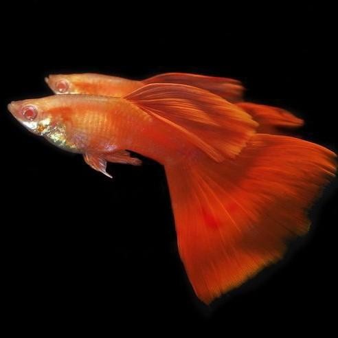(Allthebest) Guppy AFR albino Red / Yellow banana Hiasan aquarium