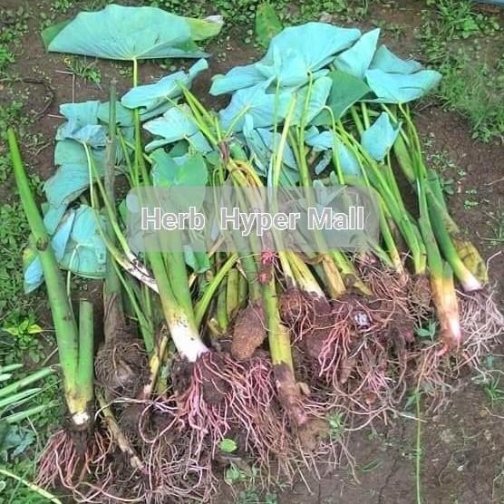 (Allthebest) BIBIT TALAS KETAN BOGOR