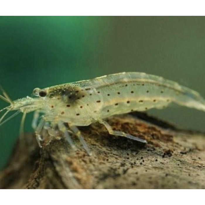 (Allthebest) udang hias Amano Sule sulawesi super jumbo