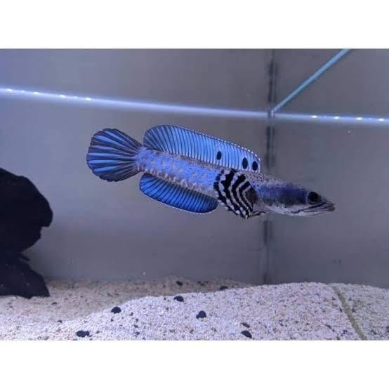 (Allthebest) Channa blue pulchra 10-12 cm singel tank flaring