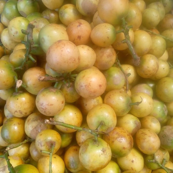 

ASLI buah menteng kepundung per 1 kg READY STOCK