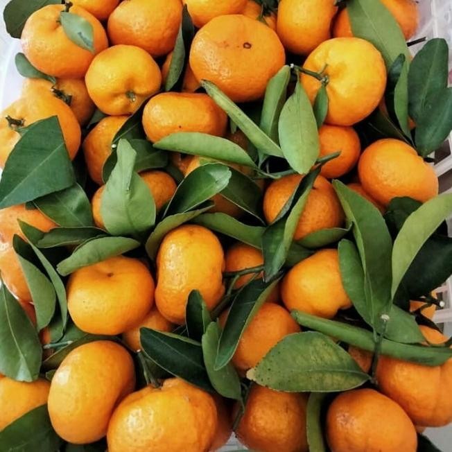 

ASLI buah jeruk santang madu shantang import READY STOCK