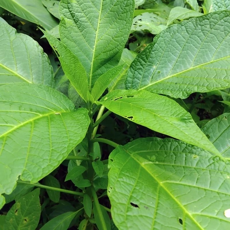 

satu lembar Daun Kecubung Segar