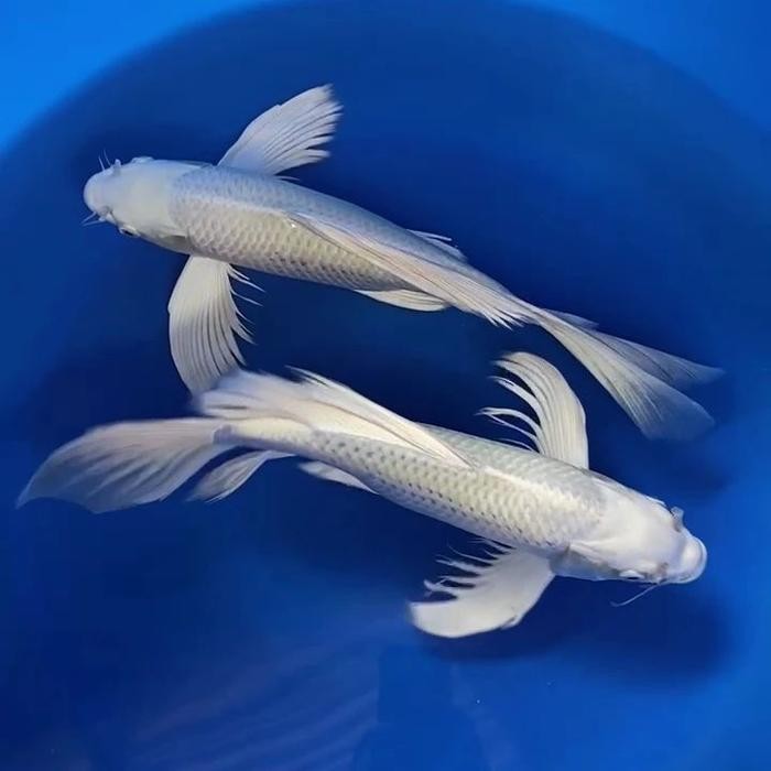 TERSEDIA IKAN KOI KUMPAY PLATINUM HIDUP SIZE 30-35CM