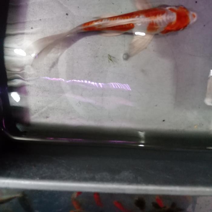 TERSEDIA IKAN KOI METALIK SLAYER KUMPAY 20CM IKAN KOLAM AQUARIUM