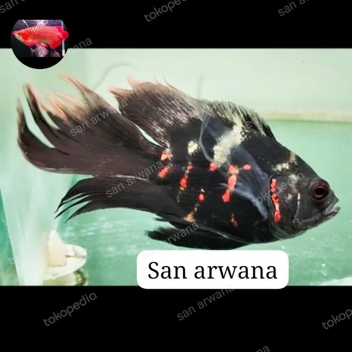 Ikan Oscar Slayer Kumpai Black Tiger Red Import