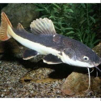 Lele Rtc Red Tail Catfish