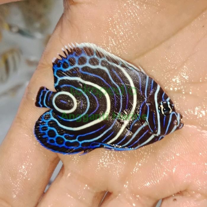 Ikan Hias Air Laut Bluestone Asli