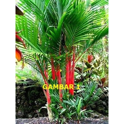 (Allthebest) Bibit Palem Merah Pohon Palem Merah Palem Lipstik Cyrtostachys lakka