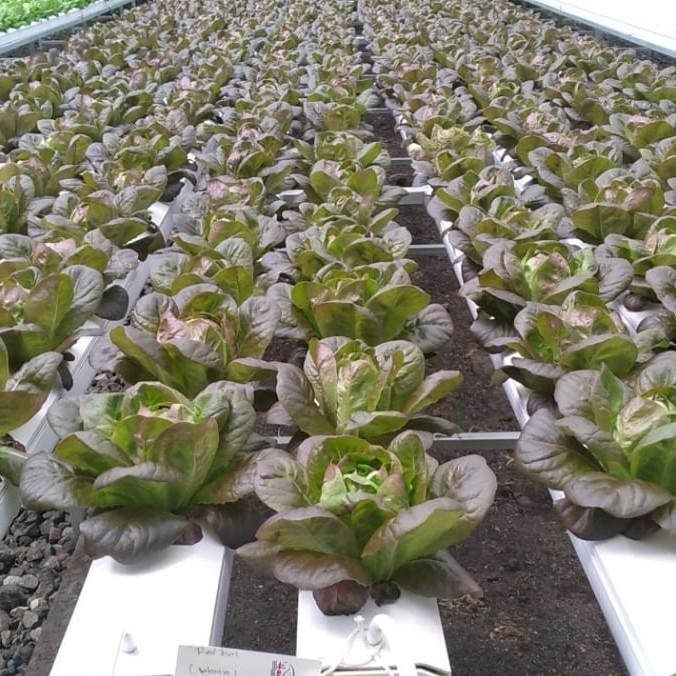 Gully Hidroponik 2 Meter - Merk GH (Gully Hydroponic)