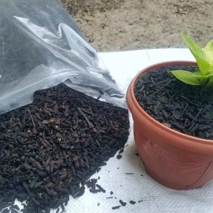 Media Tanam klenteng oven premium 6 liter / media tanam aglonema dll