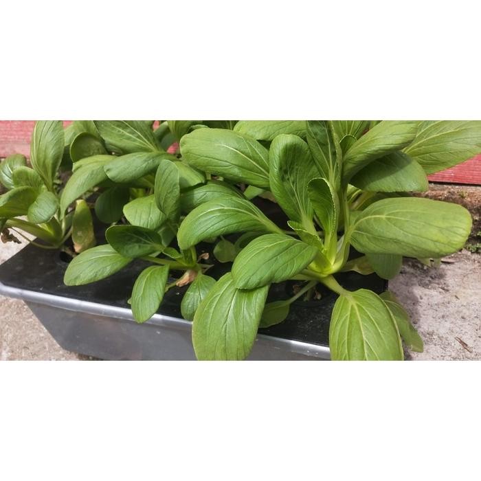 PAKET HIDROPONIK 36 LUBANG 3 BAK SET HIDROPONIK HIDROPONIK PEMULA KIT HIDROPONIK HIDROPONIK