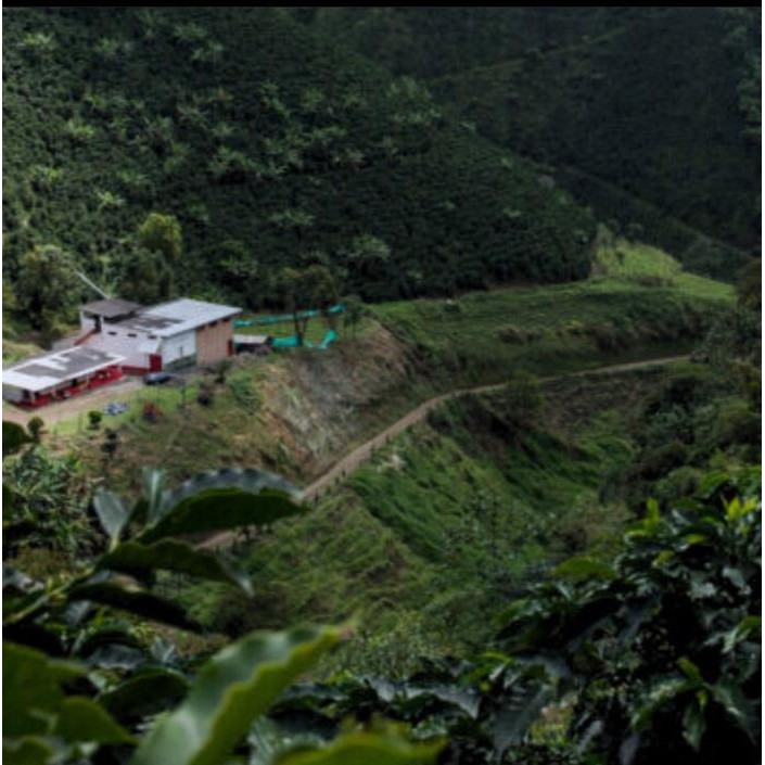 

Colombia Finca La Reserva Geisha - Anaerobic Honey - Filter Specialty Coffee Arabica Beans Corp -