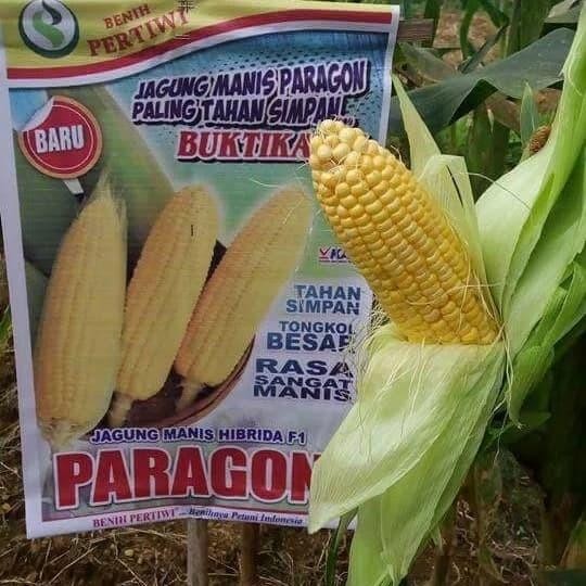 (Allthebest) Benih / bibit Jagung manis Paragon