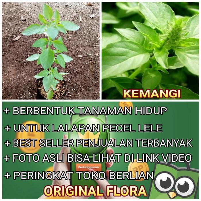 BIBIT TANAMAN DAUN KEMANGI BIBIT KEMANGI TANAMAN KEMANGI HIDUP