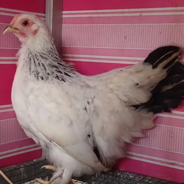 Ayam Kate Betina Super Cantik