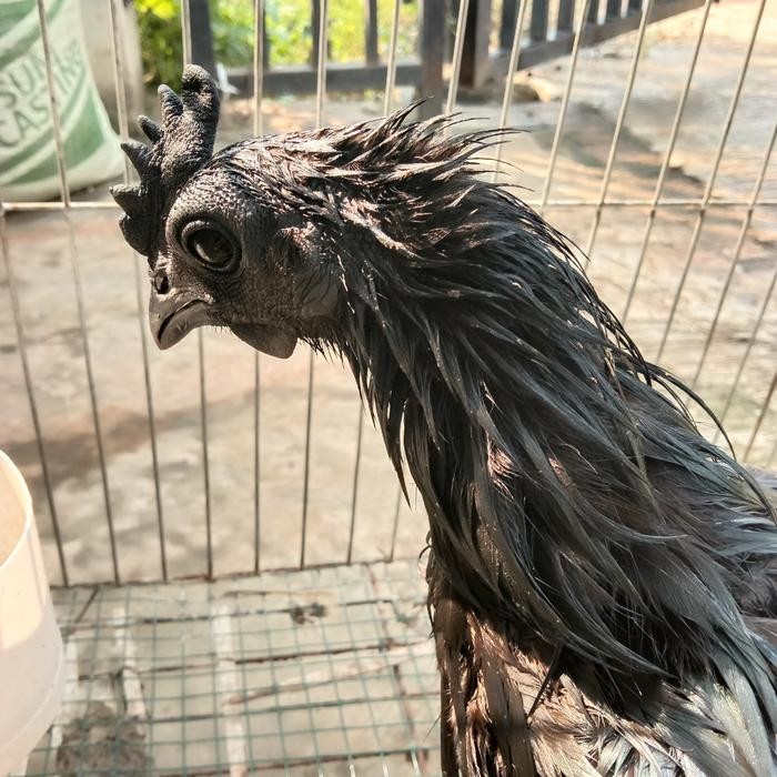 Ayam Cemani Lidah Hitam Asli Jual Murah Lagi Bertelur