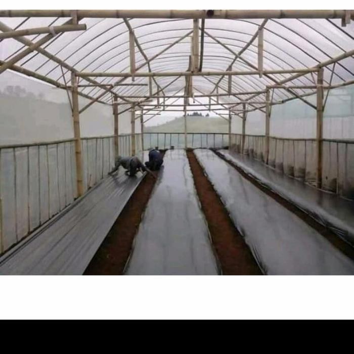 

plastik uv lebar 3meter x panjang 10 meter 200 micron