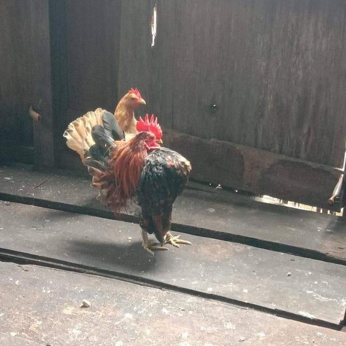 Indukan Ayam Serama Produkan Pacek sepasang bukan siapan