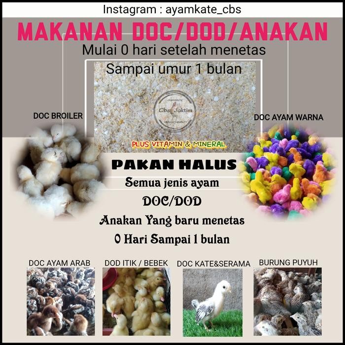 pakan anakan DOC ayam Kate ayam Serama dan ayam hias