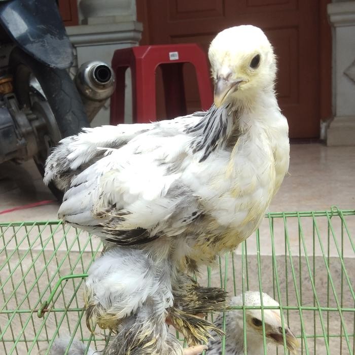 Ayam Brahma 1 bulan UP