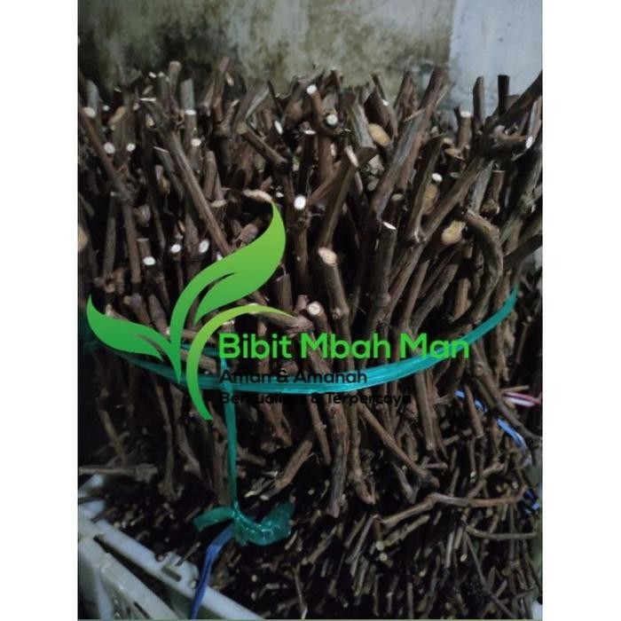 Cutting anggur lokal isabella ukuran spidol warna dapat 20 batang untuk rootstok