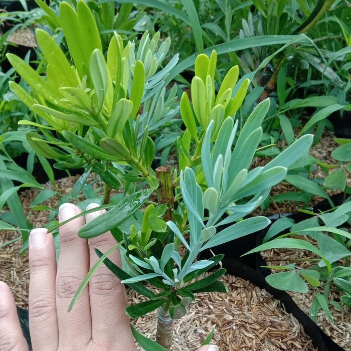 Bibit Bonsai Lohansung Blue Cincuan (mix)