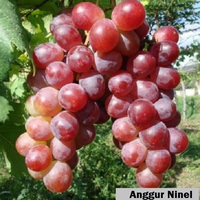 Bibit Buah Anggur Ninel