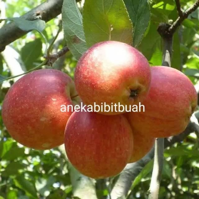 bibit buah apel fuji