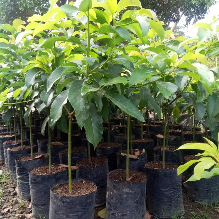 bibit alpukat aligator tinggi 1 meter