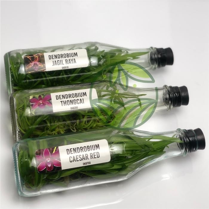Botolan Anggrek Dendrobium Bintang Melintir Bibit Anggrek