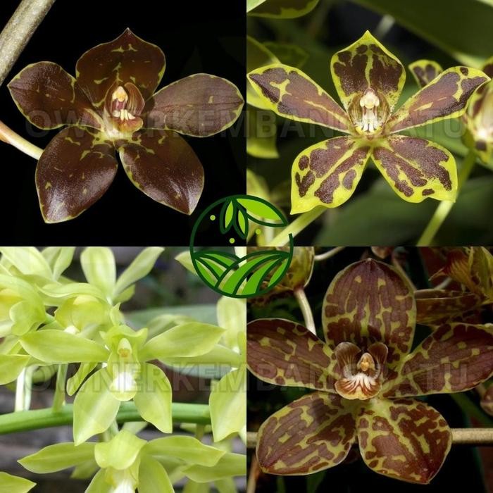 Anggrek Grammatophyllum Besar - Anggrek Macan