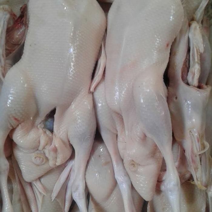 

Baru Bebek Peking Hibrida Putih Premium Bebek Super Jumbo Berkualitas