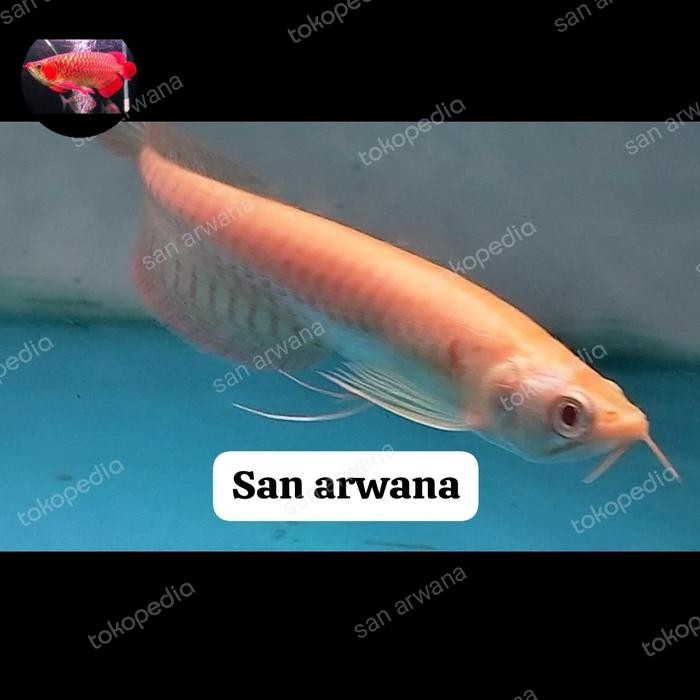 Siap Kirim Arowana Unik Silver Albino Mata Merah Ikan Hias
