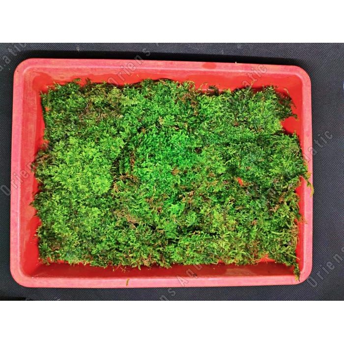 Siap Kirim Tanaman Aquascape Java Moss Full Air Nampan Besar