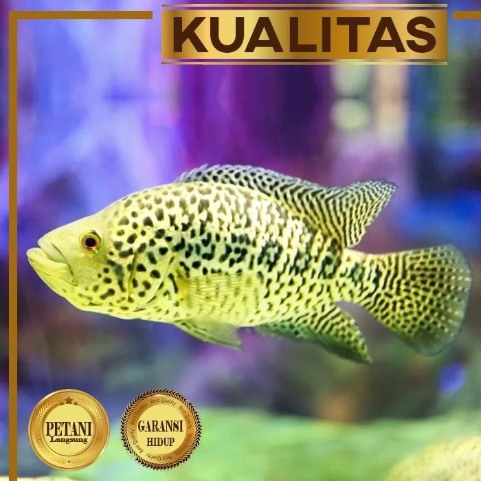 Siap Kirim Jaguar Cichlid Managuense - Ikan Predator Hias Aquarium Aquascape