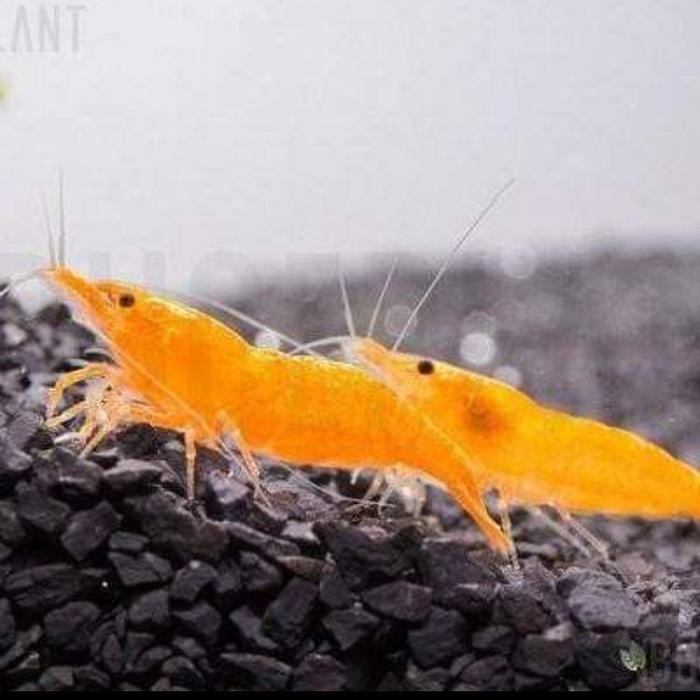 SIAP KIRIM AKSESORIS AQUARIUM ORANGE SANQIS 30E - SET AQUARIUM LENGKAP